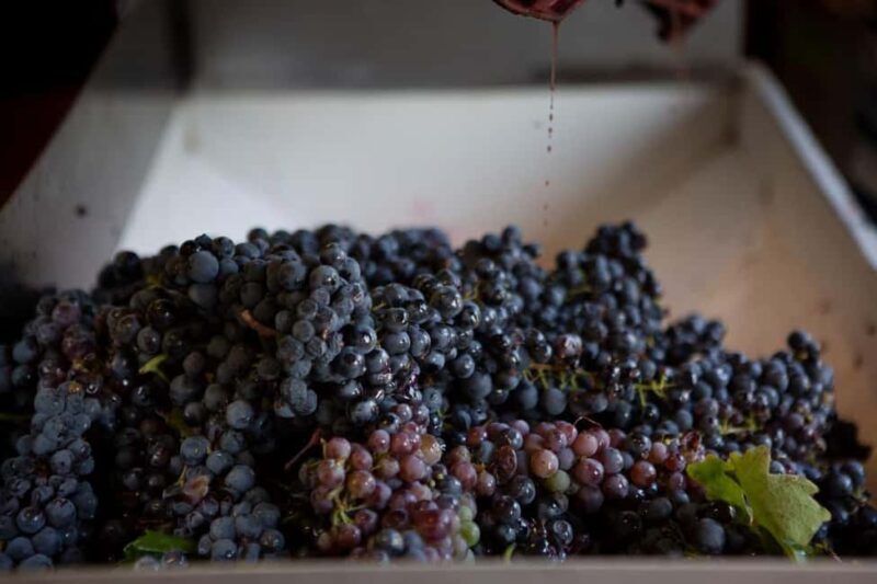 Gioia del Colle: Winery with Primitivo Tasting - What’s Not Included and Additional Costs