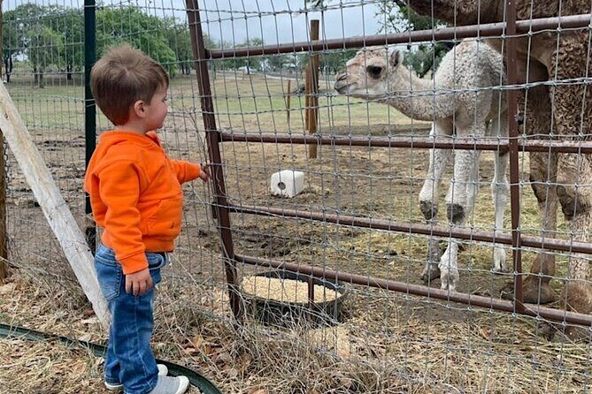 Giraffe Experience and Safari Wine Tour at Grapetown Vineyard - An Overview of the Tour Experience