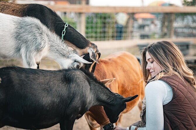 Giraffe Experience and Safari Wine Tour at Grapetown Vineyard - What Travelers Say