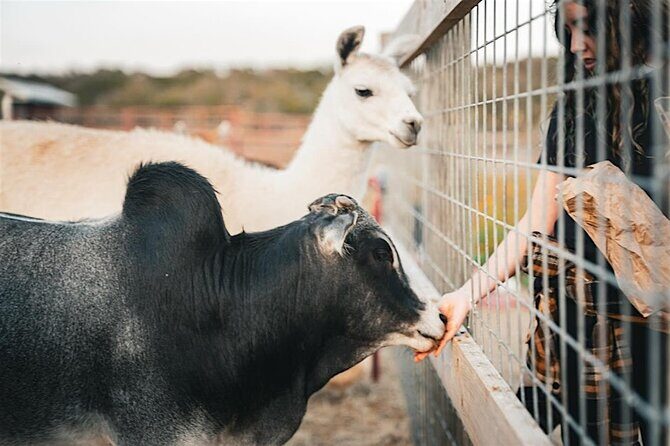 Giraffe Experience and Safari Wine Tour at Grapetown Vineyard - FAQ