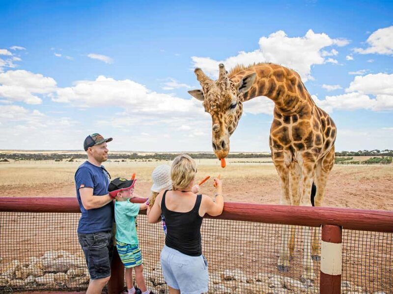 Giraffe Safari & a Day at Monarto Safari Park - An Authentic Giraffe Encounter at Monarto Safari Park