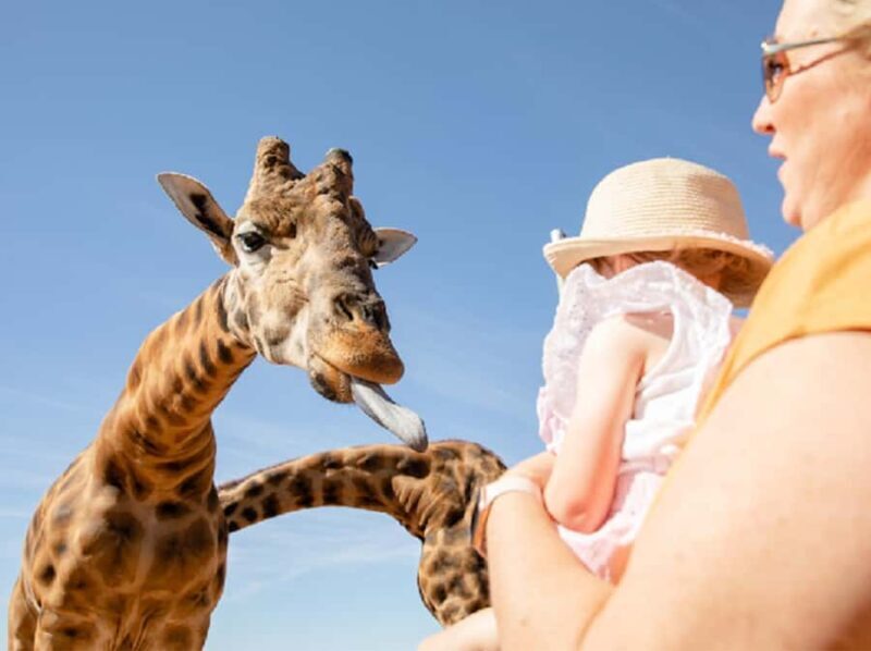 Giraffe Safari & a Day at Monarto Safari Park - The Broader Park Experience