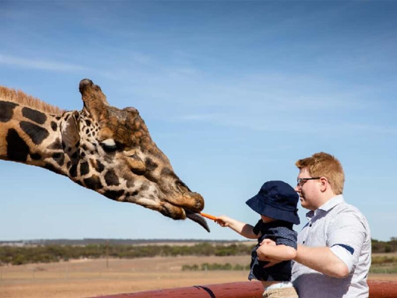 Giraffe Safari & a Day at Monarto Safari Park - Is This Tour Worth the Price?