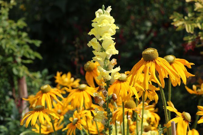 Giverny Private Half-Day Trip including Claude Monet' Gardens & House from Paris - Price and Value: Is It Worth It?