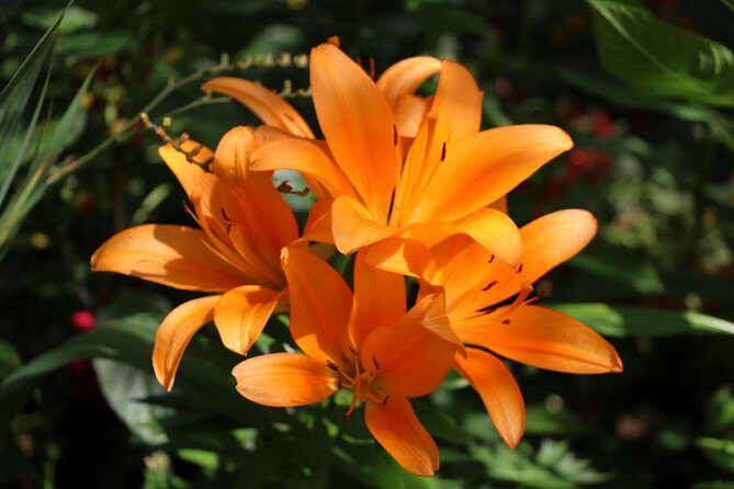Giverny Private Half-Day Trip including Claude Monet' Gardens & House from Paris - FAQ