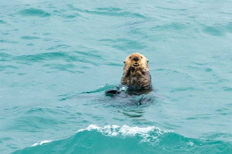 Glacier Bay: High Speed Catamaran Glacier & Wildlife Tour - What Travelers Are Saying