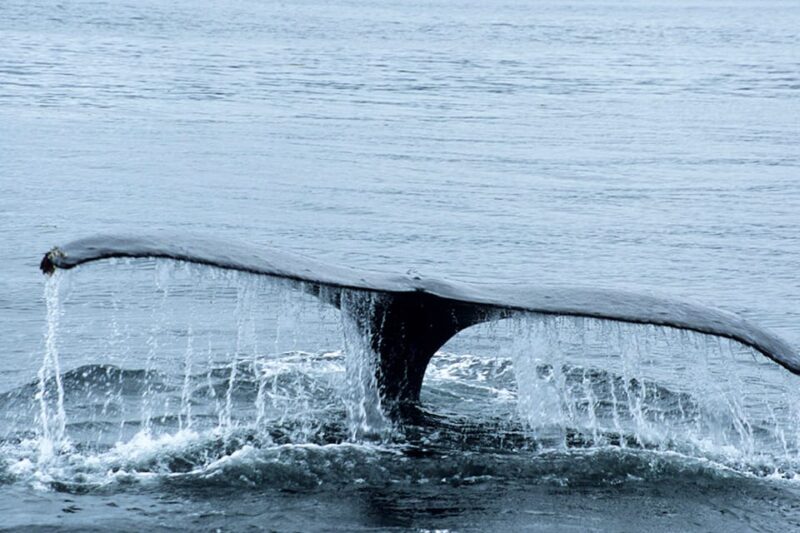 Glacier Bay: High Speed Catamaran Glacier & Wildlife Tour - The Sum Up: Who Should Consider This Tour?