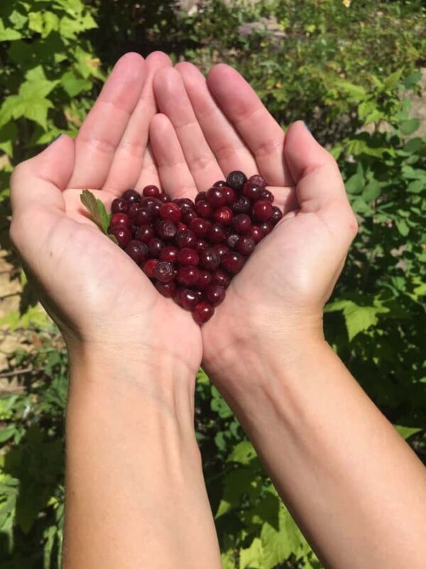 Glacier National Park: Morning Nature Walk - What to Expect in Terms of Value