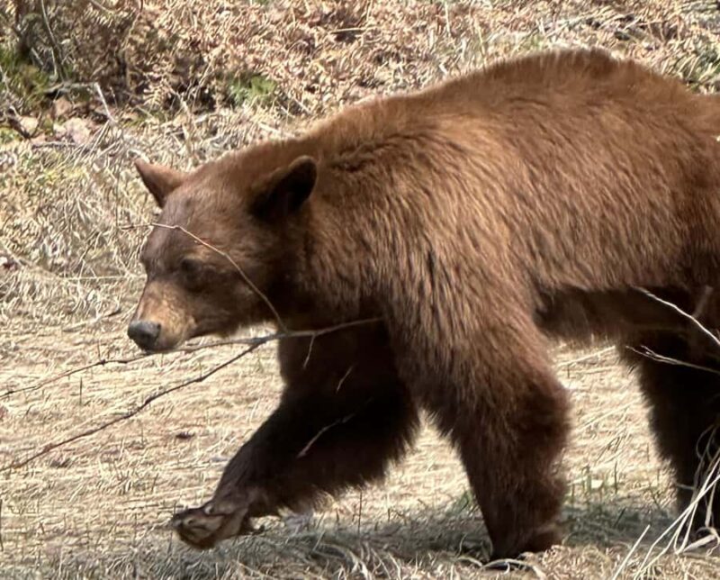 Glacier National Park: Summer Driving Tour with Lunch - An In-Depth Look at the Glacier National Park Summer Driving Tour