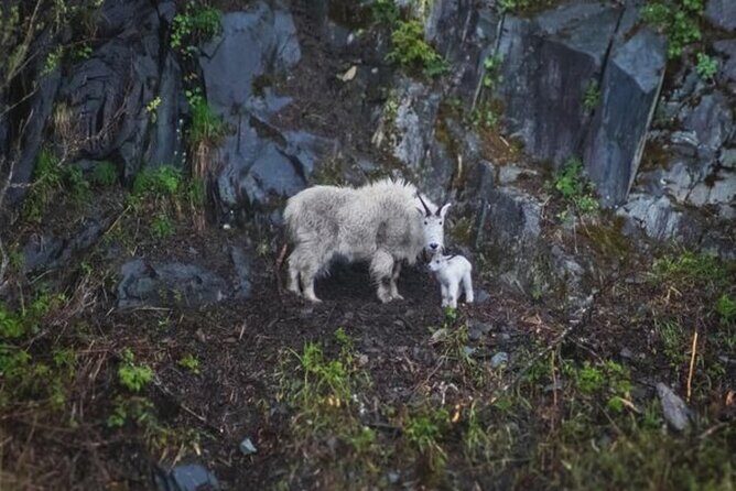 Glacier Quest Cruise and Coach Package - Deep Dive into the Itinerary