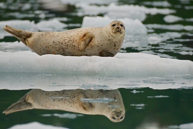 Glacier Quest Cruise and Coach Package - Key Points