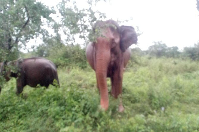 Glamour of Sri Lanka 8 Days - Why Travelers Love This Tour
