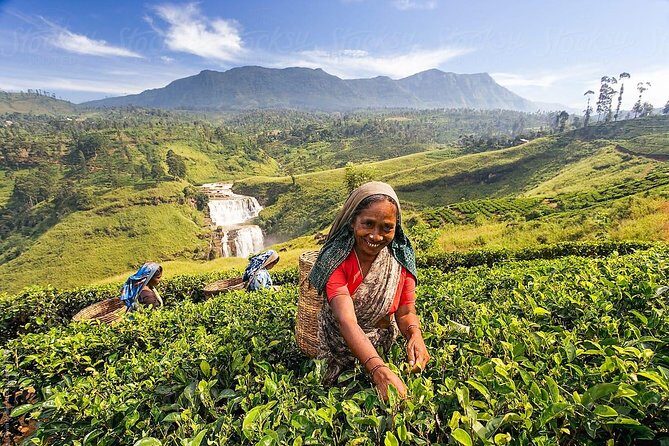 Glamourous Sri Lanka 7 Days Tour - Key Points