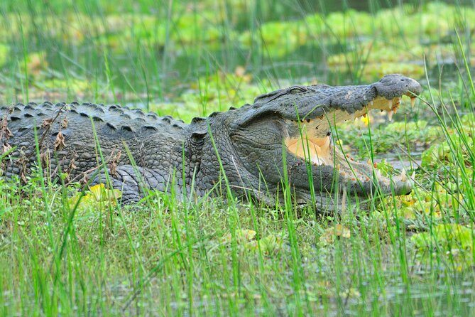 Glamping & Safari - Wilpattu National Park 1 night 2 days - Exploring the Wilpattu Wilderness: A 2-Day Glamping & Safari Adventure