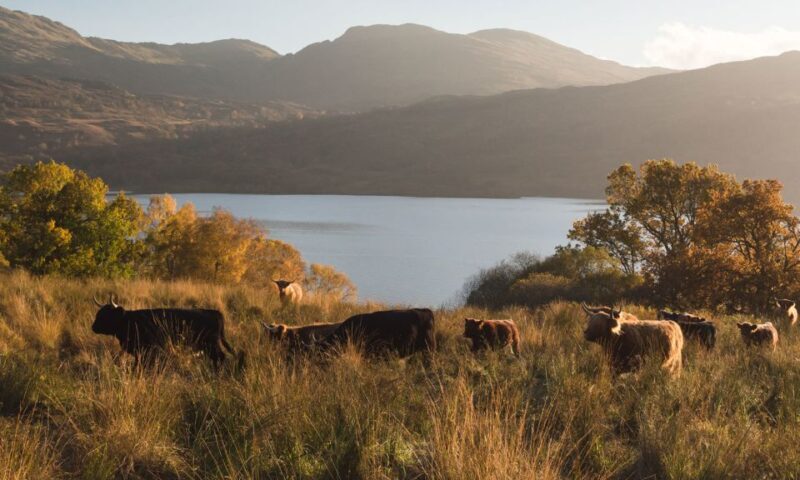 Glasgow and Scottish Lakes Tour in Italian - Key Points