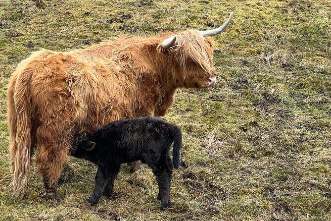 Glasgow Greenock Shore Excursion Highland Lochs, Castles & Glens - Why This Tour Offers Great Value