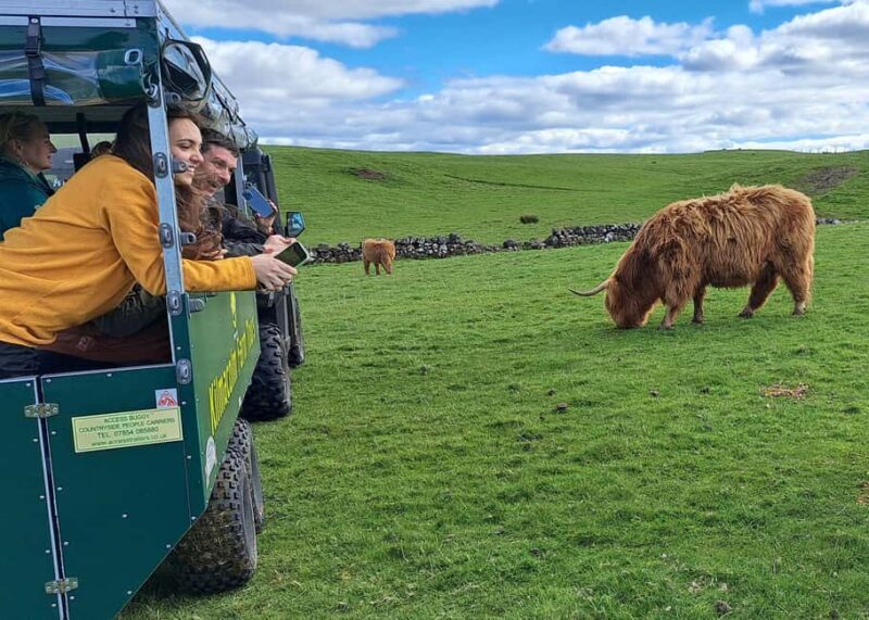 Glasgow: Highland Cow Trailer Tour with home baking - What Is the Highland Cow Trailer Tour?