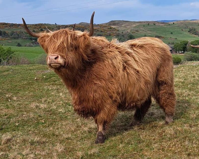 Glasgow: Highland Cow Trailer Tour with home baking - The Itinerary: What You’ll Experience