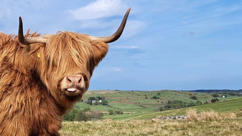 Glasgow: Highland Cow Trailer Tour with home baking - The Views and Photo Opportunities