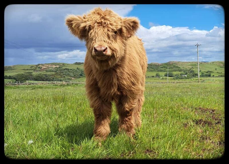 Glasgow: Highland Cow Trailer Tour with home baking - The Guides: Wendy and James