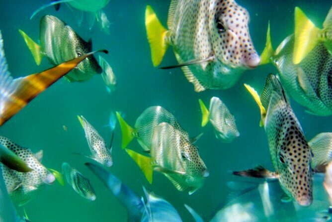 Glass Bottom Boat Sightseeing Tour in Cabo San Lucas - The Itinerary in Detail