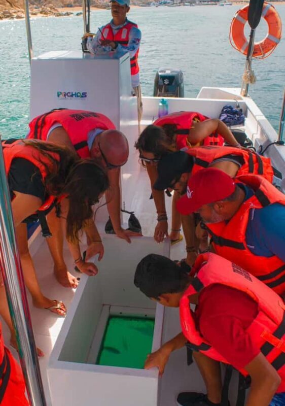 Glass bottom boat whale watching - What You Can Expect from the Tour