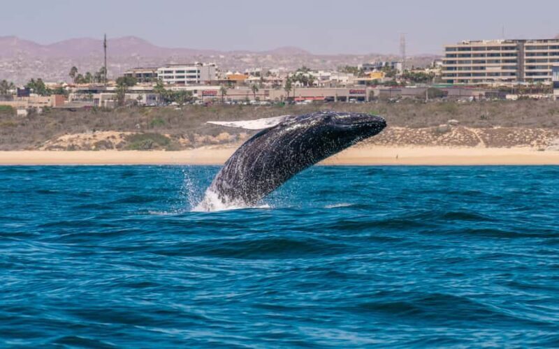 Glass bottom boat whale watching - The Sum Up