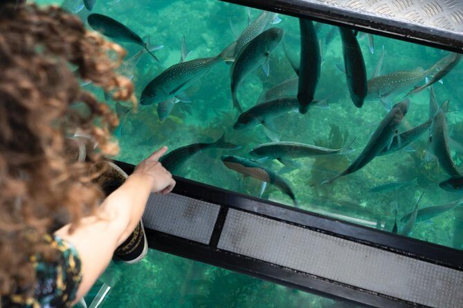 Glass Bottom Boat Whitianga Cathedral Cove Cruise - An In-Depth Look at the Experience