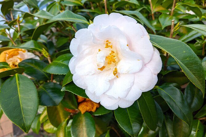 Glass House Mountains, Maleny and Montville Tour from Brisbane - FAQ