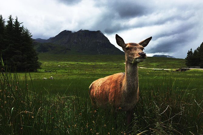 Glencoe & Highlands: Private Land Rover Tour - The Bottom Line