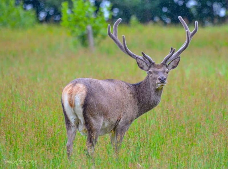 Glenfinnan: Glenaladale cruise, see the train and eagles 2hr - Practical Details: What to Expect