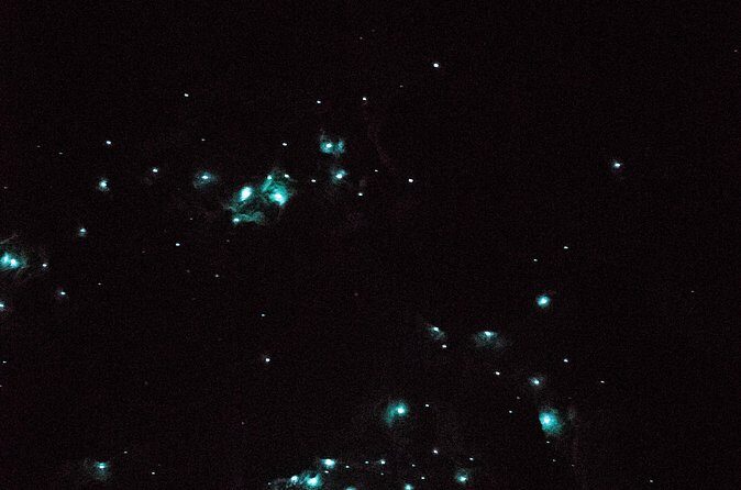 Glow Worm Caves Express Tour in Bay of Islands - The Glow Worm Caves Experience