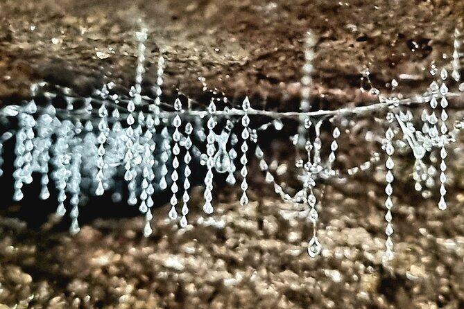 Glow Worms - Nocturnal Rainforest/Waterfall Adventure - Exploring the Queensland Rainforest Under the Moonlight