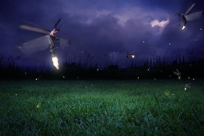 Glowing Kuala Selangor Firefly Tour - An In-Depth Look at the Kuala Selangor Firefly Tour