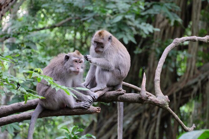 Goa Gajah / Elephant Cave Temple And Ubud Tour - All Inclusive - Final Thoughts