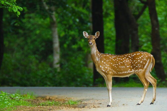 Goa to Anshi National Park, Extension to Wildlife Safari Tour - A Deep Dive into the Experience