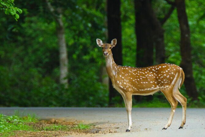 Goa to Anshi National Park, Extension to Wildlife Safari Tour - Final Thoughts
