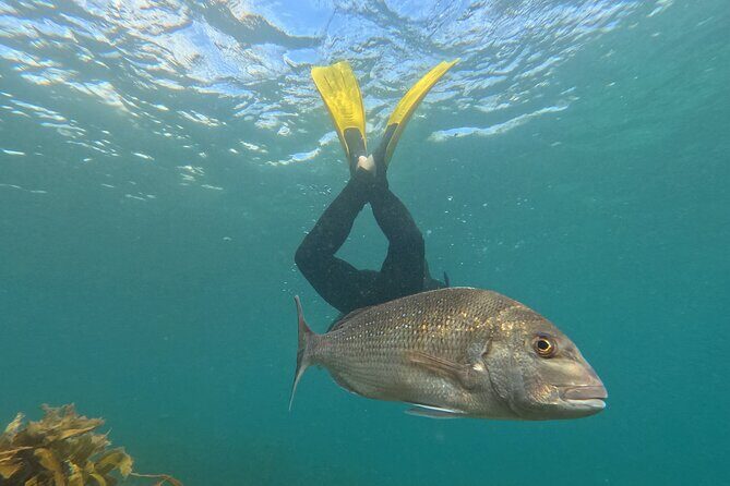 Goat Island Experience Advanced Snorkel Tour - Key Points