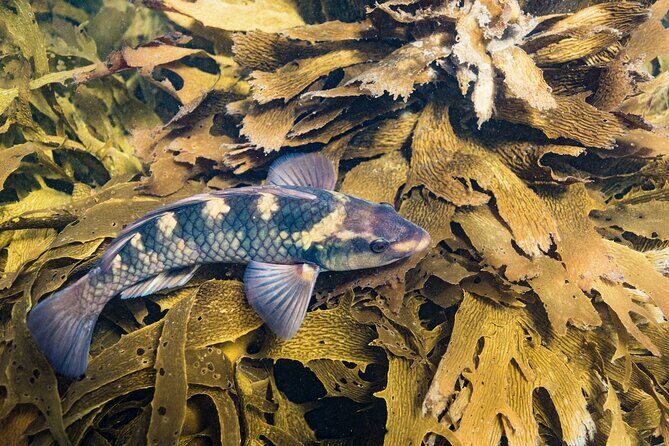 Goat Island Experience Advanced Snorkel Tour - What Makes This Tour Stand Out