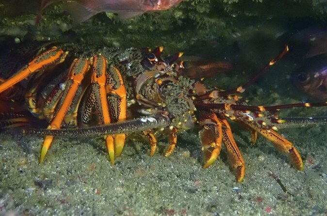 Goat Island Experience Advanced Snorkel Tour - Final Thoughts