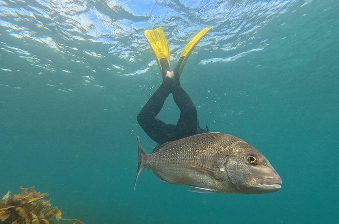 Goat Island Experience Advanced Snorkel Tour - FAQs