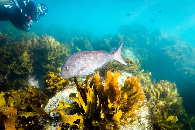Goat Island Experience Guided Shore Dive - What to Expect During the Dive