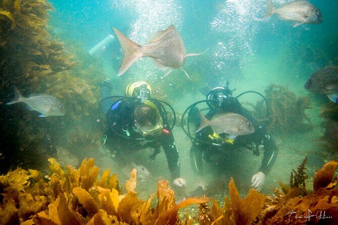 Goat Island Experience Guided Shore Dive - Price, Booking, and Practical Tips