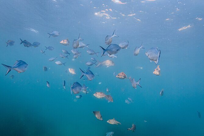 Goat Island Experience Guided Shore Dive - The Bottom Line: Is This Tour Worth It?