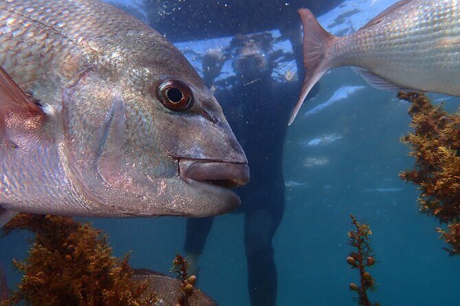 Goat Island Experience Guided Snorkelling for Beginners - Key Points