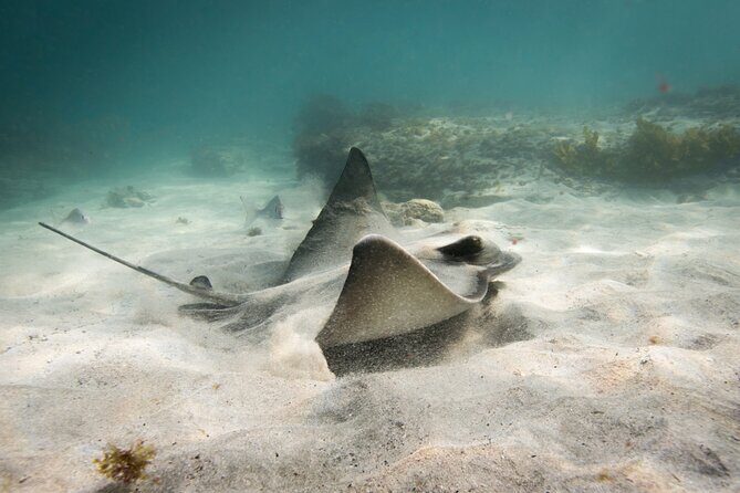 Goat Island Experience Guided Snorkelling for Beginners - What to Expect: An Authentic Underwater Encounter