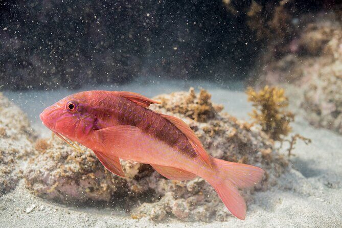 Goat Island Experience Guided Snorkelling for Beginners - Meeting Points and Practical Details