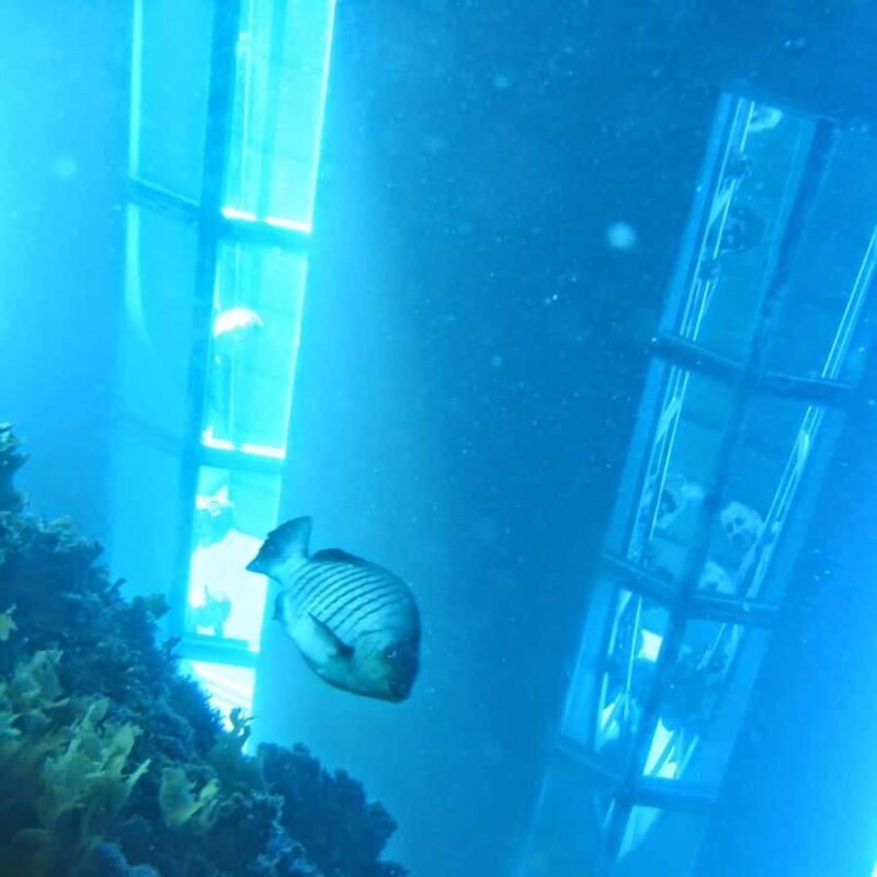 Goat Island: Glass Bottom Boat Tour - An In-Depth Look at the Glass Bottom Boat Tour