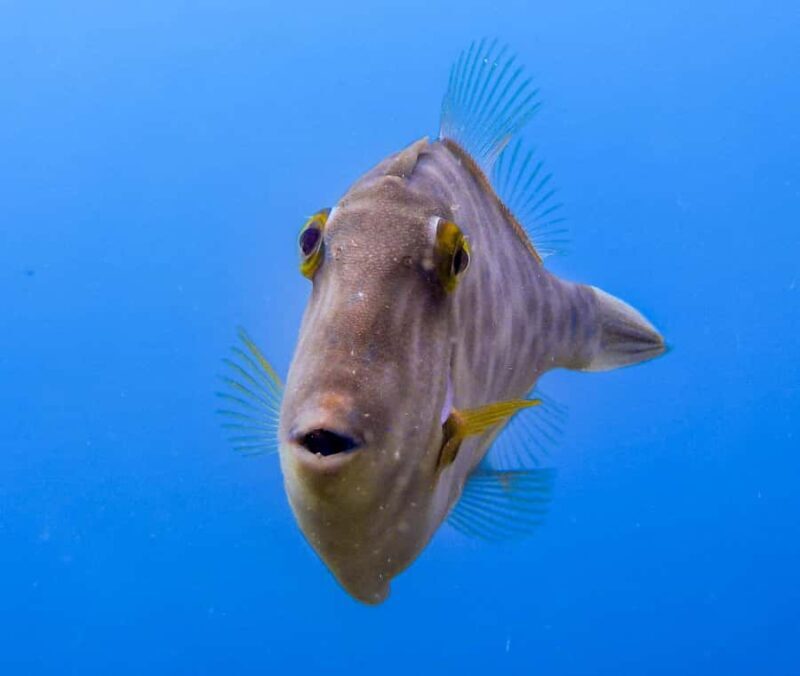 Goat Island Guided Snorkeling Tour for Beginners - An In-Depth Look at the Snorkeling Adventure