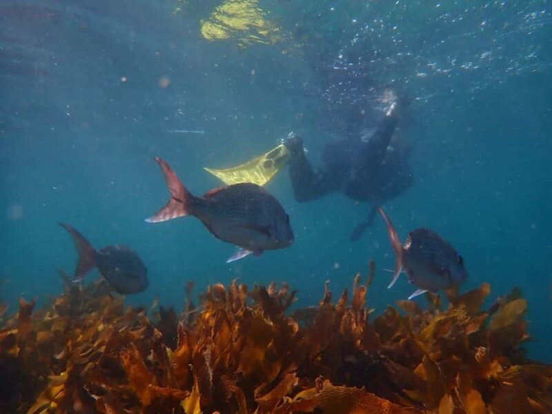 Goat Island Guided Snorkeling Tour for Beginners - Final Thoughts: Is This Tour Worth It?